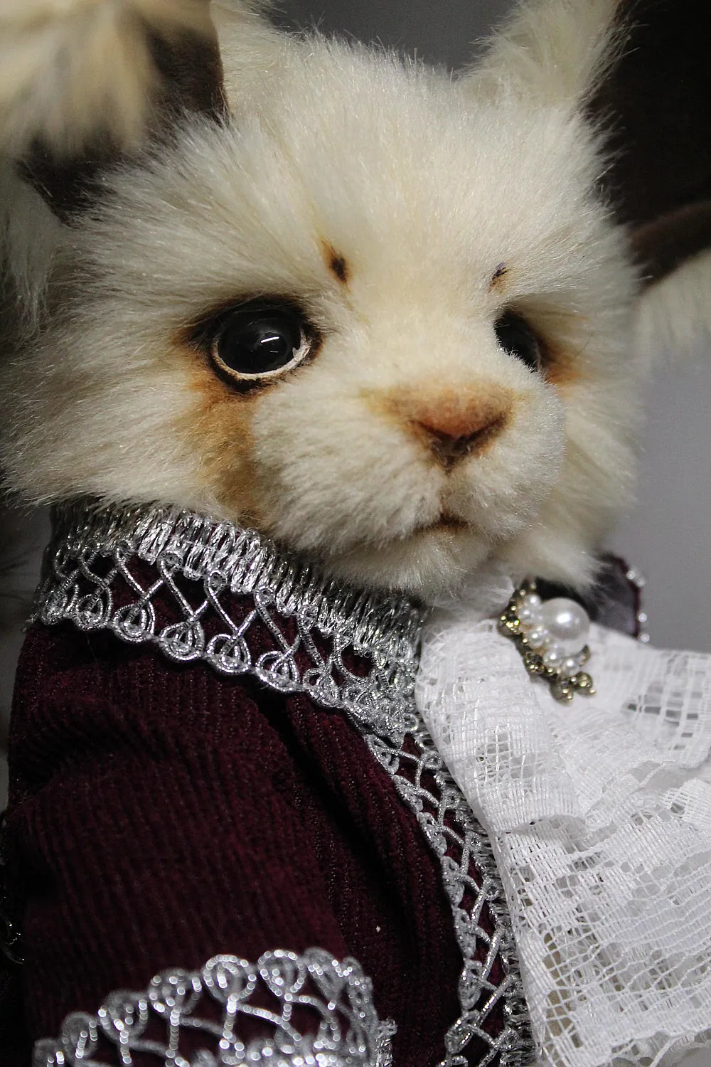 Robin 泰迪兔 - 图片5